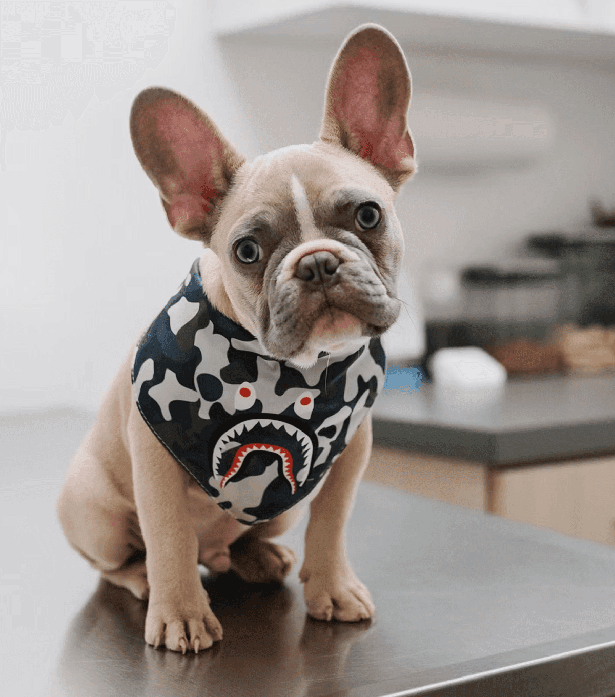 Vet Bills